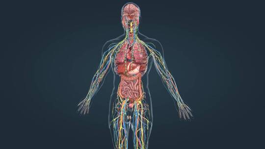 医学人体器官内分泌系统腺体肾脏三维动画