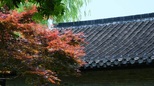 中式园林庭院古建筑屋檐秋天枫叶红叶黄叶