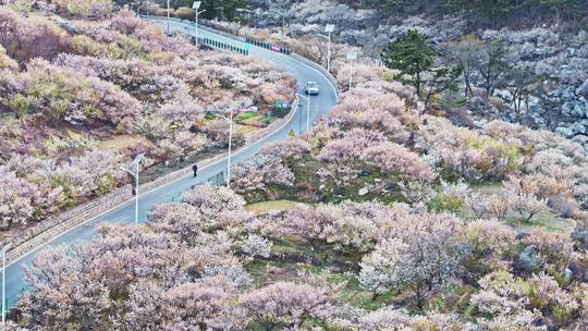 青岛樱花