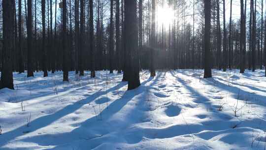 延时雪原松林光影