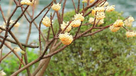 春天盛开的淡黄色结香花实拍素材视频素材模板下载