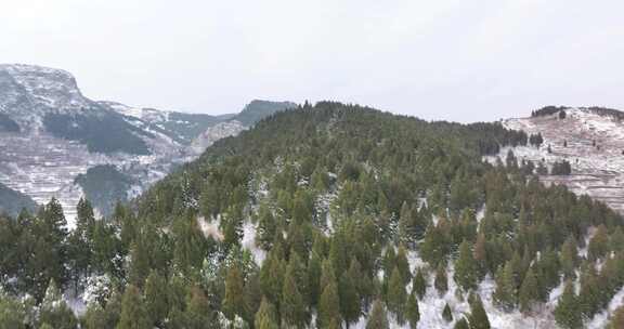 俯拍淄博萌山公园雪松