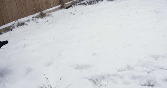 黑杜宾犬在白雪覆盖的院子里奔跑，超慢动捕