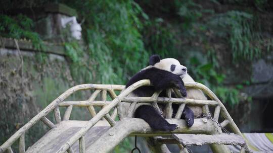 陕西大熊猫