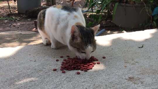 户外猫咪进食猫粮画面