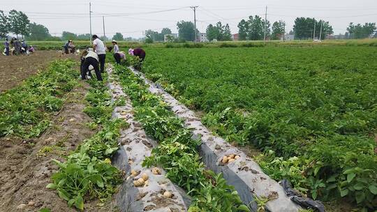 土豆种植基地