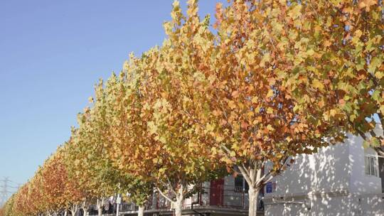 秋天一排树干枯的树叶梧桐树