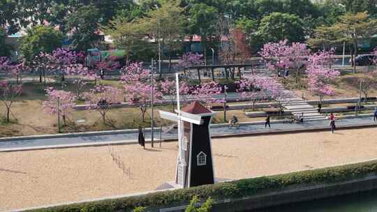 深圳市后海中心河紫花风铃木航拍