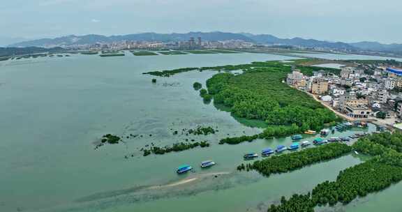 盐洲红树林保护区惠东候鸟白沙村