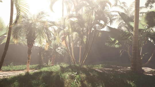 草地上的一束棕榈树