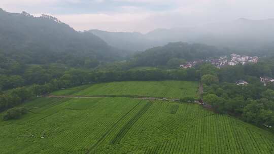 杭州茅家埠西湖龙井茶园风光