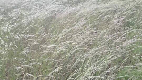 高清特写实拍风吹高草丛