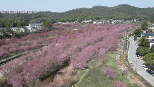 航拍长沙贝拉小镇樱花园开满樱花