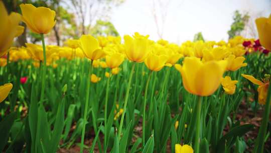 郁金香花海风景春分春暖花开空镜素材