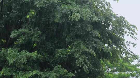 森林下雨天雨水大雨雨滴雨景