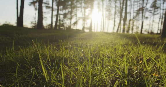 阳光照射在草地上
