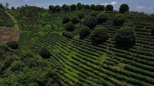 茶叶 茶园 抄茶 中国茶 茶天下 茶