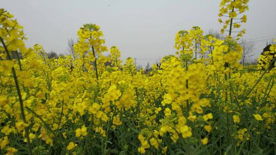 镜头掠过油菜花地春天江苏扬中乡村田园自然