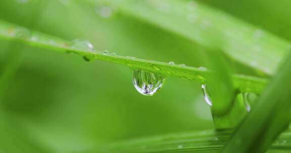 叶子上的露珠水珠雨珠特写