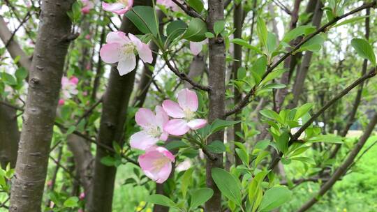 春日桃花特写