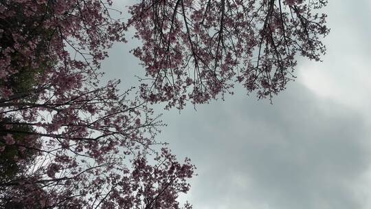 樱花林空镜头 唯美天空