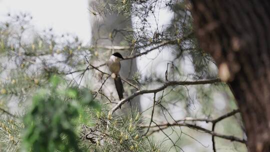 小鸟跳跃飞行燕子树木树干树枝造型园艺公园视频素材模板下载