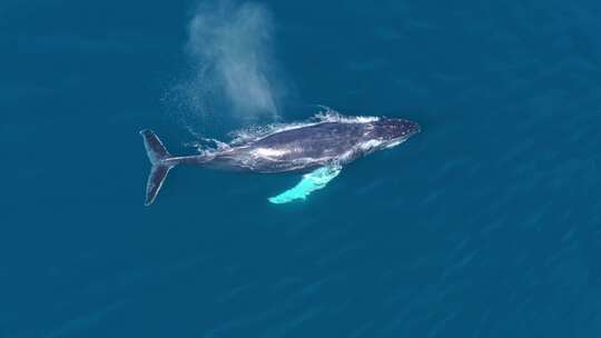 slomo，座头鲸在清澈的蓝色海水中喷涌
