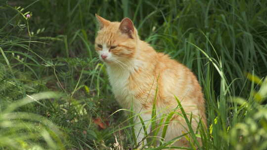 夏天树林草丛中可爱橘猫咪