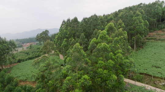 林荫小路 山间公路 森林