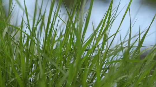 雨后池塘边的草丛