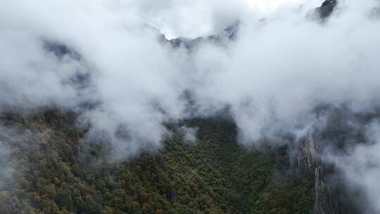 无人机航拍西藏林芝秋天高山林海云雾景观