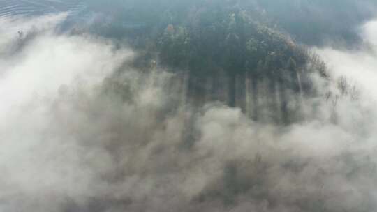 高山森林晨曦云海晨雾生态环境航拍