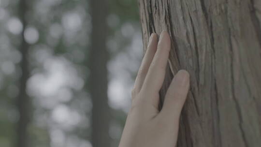 女孩森林亲近自然抚摸树干写意美女