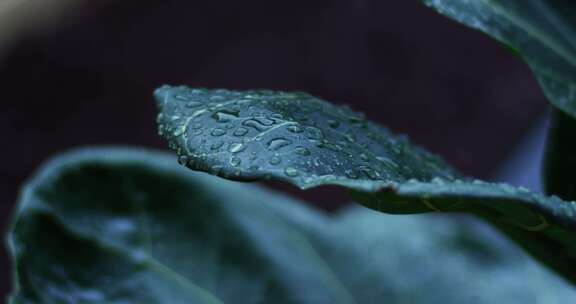 雨滴落在绿叶上