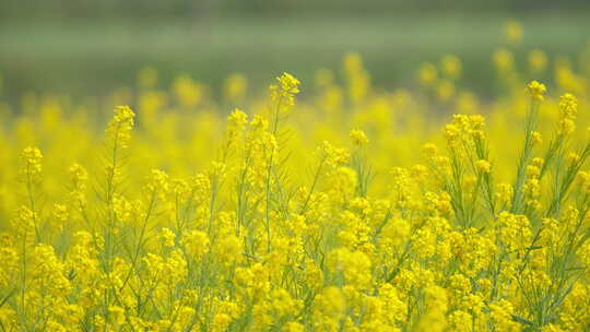 春天田野立油菜花盛开升格