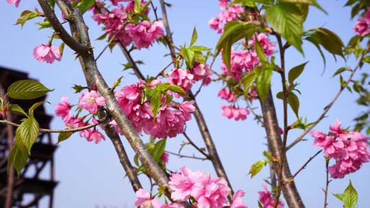 油菜花 春游踏青 游玩公园