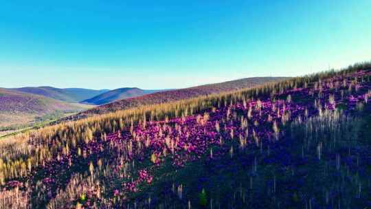 山坡上杜鹃花覆盖的山林风光