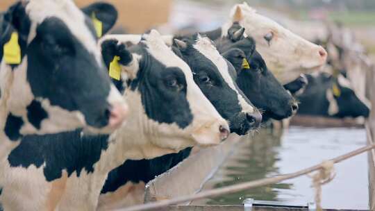 在吃草的奶牛奶牛养殖现代农业绿色生态