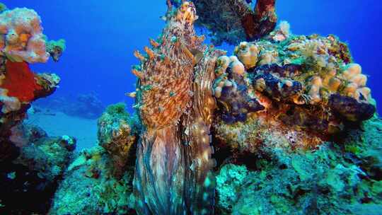 红章鱼珊瑚礁