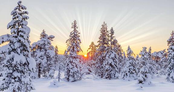 唯美日出日落阳光照在积雪覆盖的松树林