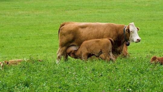 肉牛养殖场畜牧业黄牛饲养牧草牧场