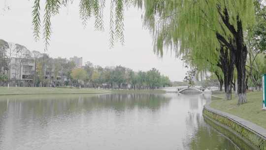 城市公园/河流柳树/微风吹拂柳叶