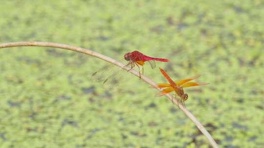 春天池塘沼泽湿地一对红蜻蜓视频素材模板下载