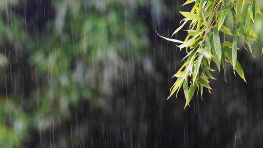 雨水雨滴落在竹叶上合集