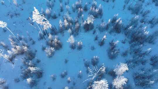 航拍冬季大兴安岭疏林地岭上雾凇雪松视频素材模板下载