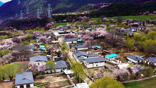 西藏林芝米林桃花乡村