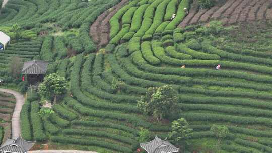 仙人山景区布央茶山航拍