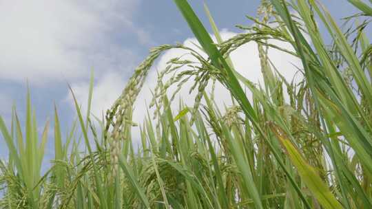 蓝天下绿色水稻田成长的水稻