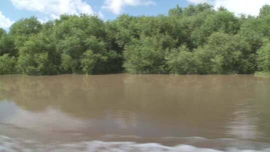 广东珠海淇澳红树林湿地生态园实拍视频