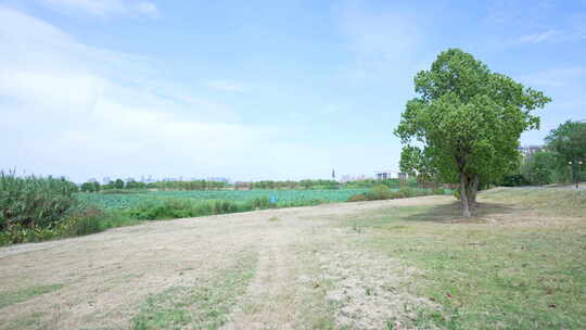 武汉江夏区黄家湖湿地公园